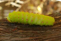 The antheraea polyphemus; a silk worm native to the American continent.