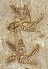 Bee glyphs found at the tomb of Pabasa in Egypt